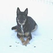 Finsk hyrdehund zaki