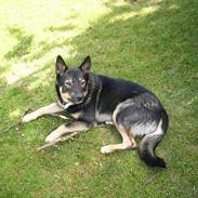 Finsk hyrdehund zaki