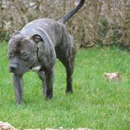 Amerikansk staffordshire terrier Banzai den bedste
