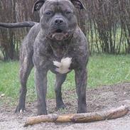 Amerikansk staffordshire terrier Banzai den bedste