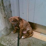 Amerikansk staffordshire terrier Rolex