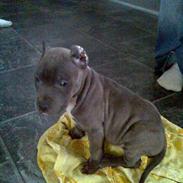 Amerikansk staffordshire terrier Idahno (Dahno)