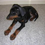 Dobermann Gant