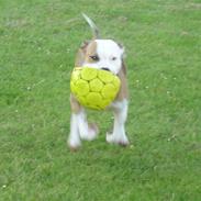 Amerikansk staffordshire terrier Kida(Desværre bortkommet)