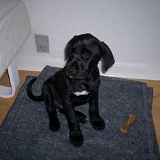 Blanding af racer Tyson