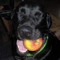 Blanding af racer Tulle