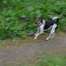 Dansk svensk gaardhund Laika <3