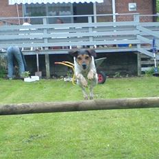 Dansk svensk gaardhund Laika <3