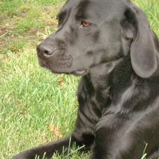 Labrador retriever Teglgaardens Maj