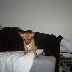 Chihuahua gizmo *rip*