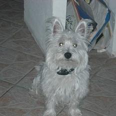 West highland white terrier fie