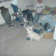 West highland white terrier fie