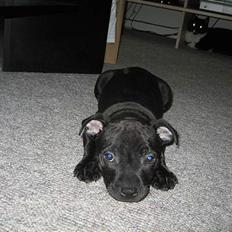 Staffordshire bull terrier Chico