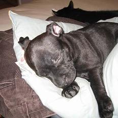 Staffordshire bull terrier Chico