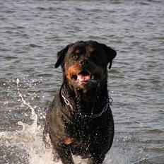 Rottweiler Febæk´s Xanthos