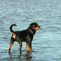 Rottweiler Febæk´s Xanthos