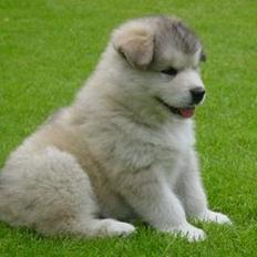 Alaskan malamute unavoq´s cheveyo Cody