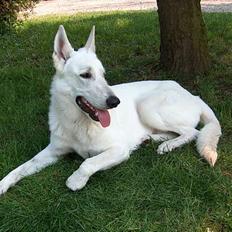 Hvid schæfer Oswald