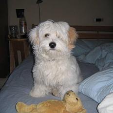 Coton de tulear Ludvig
