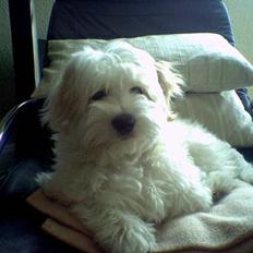 Coton de tulear Ludvig