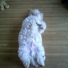 Coton de tulear Ludvig