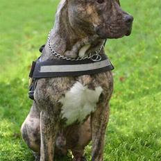 Amerikansk staffordshire terrier Kaizer