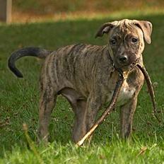 Amerikansk staffordshire terrier Kaizer