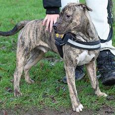 Amerikansk staffordshire terrier Kaizer