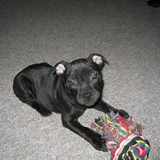 Staffordshire bull terrier Chico