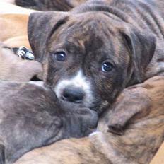 Amerikansk staffordshire terrier Tigra