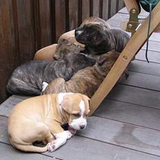 Amerikansk staffordshire terrier Tigra