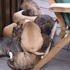 Amerikansk staffordshire terrier Tigra