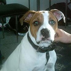 Amerikansk bulldog Rex