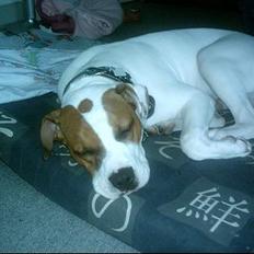 Amerikansk bulldog Rex