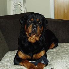Rottweiler Odin