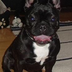 Fransk bulldog freja