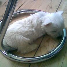 West highland white terrier shantie