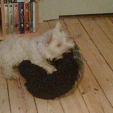 West highland white terrier shantie