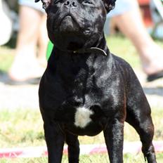 Staffordshire bull terrier - (Jysk) Samson 