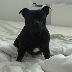 Staffordshire bull terrier - (Jysk) Samson 