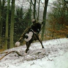 Amerikansk staffordshire terrier Chucky (1 Jan. 06)
