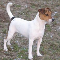 Dansk svensk gaardhund NORDCH KLBCH Bianca