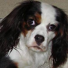 Blanding af racer Mollie R.I.P.