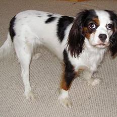 Blanding af racer Mollie R.I.P.