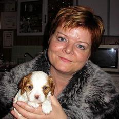 Cavalier king charles spaniel Birkedal´s TRILLE