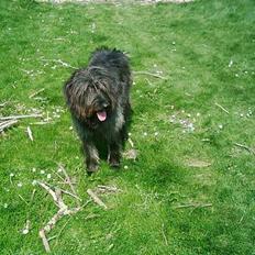 Blanding af racer Jensen