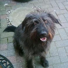 Blanding af racer Jensen