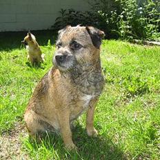 Border terrier Oliver Polle Olsen-R.I.P.