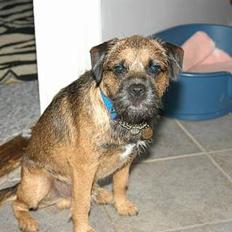 Border terrier Oliver Polle Olsen-R.I.P.
