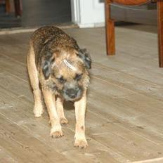 Border terrier Oliver Polle Olsen-R.I.P.